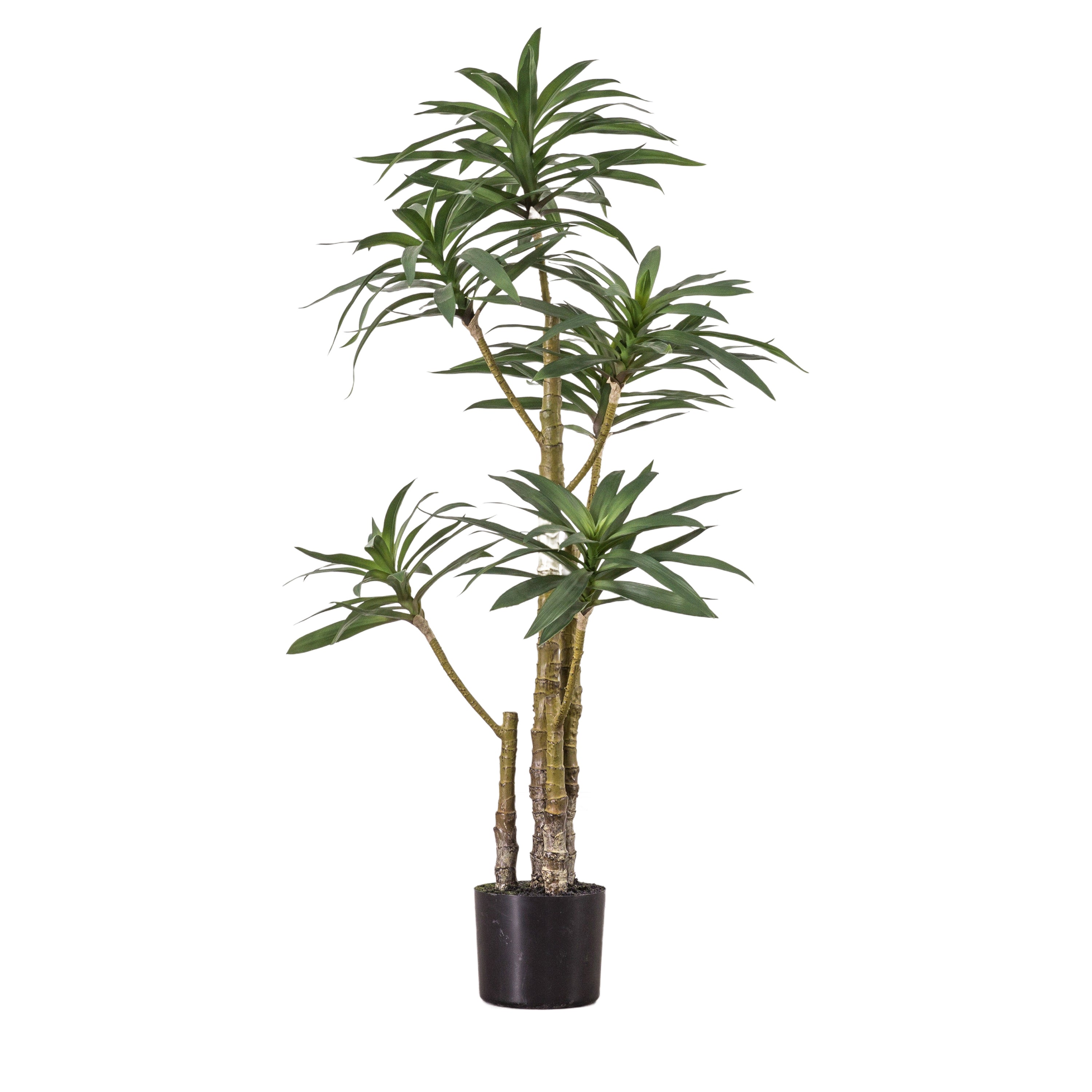 Artificial Yucca Tree In Glaze Ceramic Pot | Large